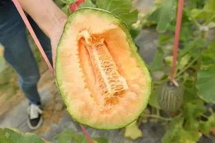 吃雨水瓜,探寻雨水瓜的独特魅力