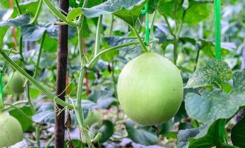 吃瓜后喉咙毛,揭秘喉咙毛的神秘生成