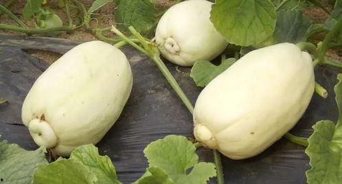 合肥小老头吃瓜,瓜界风云录