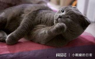 大蓝猫的吃瓜,揭秘娱乐圈幕后故事