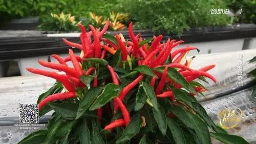 带你吃瓜过年啦图片,带你领略“带你吃瓜过年啦”图片中的欢乐氛围