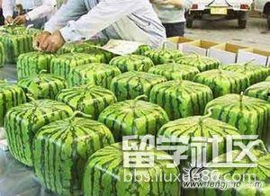 留学的吃瓜网,揭秘留学生活背后的真实面貌