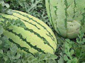 黄色的圆瓜怎么吃,黄色圆瓜的多彩食法探索