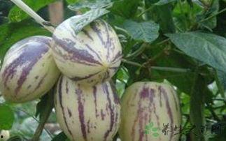 吃茄瓜有什么坏处,茄瓜过量食用可能带来的健康隐患