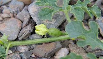 宁夏吃瓜最新事件,揭秘背后真相与网络热议